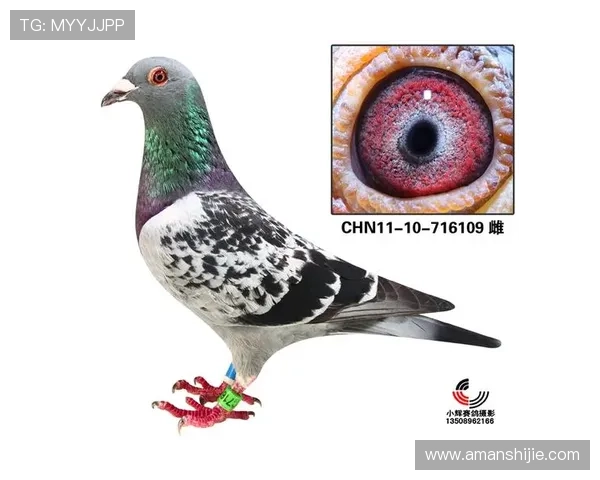 如何在AG国际官网app中快速注册账号，掌握新手必看的注册流程与注意事项